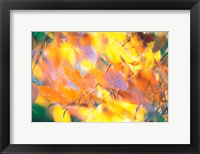Framed Fallen Leaves on Ground with Backlit, Autumn