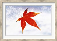 Framed Red Maple Leaf against White Background