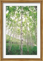 Framed Aspen Trees, View From Below (vertical)