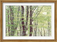 Framed Forest in Spring