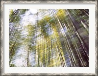 Framed Sunlight in Bamboo Forest
