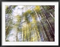 Framed Sunlight in Bamboo Forest
