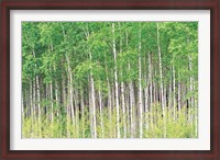 Framed Aspen Trees, View From Below (horizontal)