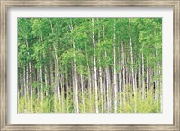 Framed Aspen Trees, View From Below (horizontal)