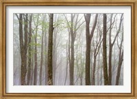 Framed Foggy Trees in Forest