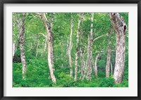 Framed Lush Forest