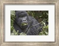 Framed Close-up of a Mountain gorilla (Gorilla beringei beringei) eating leaf, Rwanda