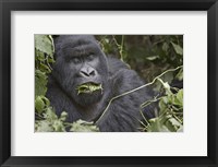 Framed Close-up of a Mountain gorilla (Gorilla beringei beringei) eating leaf, Rwanda