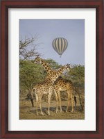 Framed Two Masai giraffes (Giraffa camelopardalis tippelskirchi) and a hot air balloon, Tanzania