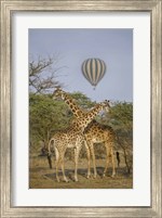 Framed Two Masai giraffes (Giraffa camelopardalis tippelskirchi) and a hot air balloon, Tanzania