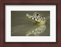 Framed Close-up of a caiman in lake, Pantanal Wetlands, Brazil