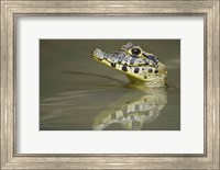 Framed Close-up of a caiman in lake, Pantanal Wetlands, Brazil