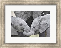 Framed African elephant calves (Loxodonta africana) holding trunks, Tanzania