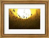 Framed Silhouette of grass at sunrise, Tanzania