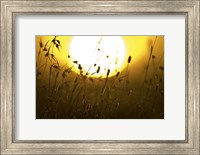 Framed Silhouette of grass at sunrise, Tanzania