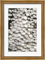 Framed Close-up of mushrooms, Madagascar