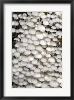 Framed Close-up of mushrooms, Madagascar