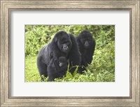Framed Mountain gorillas (Gorilla beringei beringei) with baby, Rwanda