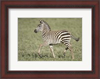 Framed Burchell's zebra (Equus quagga burchellii) colt walking, Tanzania