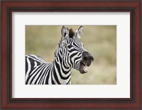 Framed Burchell's zebra (Equus quagga burchellii) smiling, Tanzania