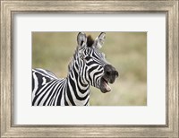 Framed Burchell's zebra (Equus quagga burchellii) smiling, Tanzania