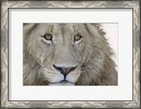 Framed Close-up of a male lion (Panthera leo), Tanzania
