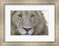 Framed Close-up of a male lion (Panthera leo), Tanzania