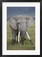 Framed African elephant (Loxodonta africana), Tanzania