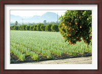Framed Oranges on a tree with onions crop in the background, California, USA