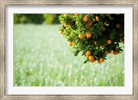 Framed Oranges on a Tree, Santa Paula, California