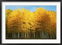 Framed Aspen trees in autumn, Last Dollar Road, Telluride, Colorado