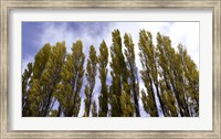 Framed Low angle view of trees, Aspens, Estancia Punta Del Monte, Aysen Region, Patagonia, Chile