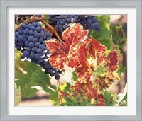 Framed Grapes on the Vine, Wine Country, California