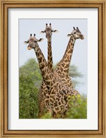 Framed Three Masai giraffe standing in a forest, Lake Manyara, Lake Manyara National Park, Tanzania