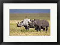 Framed Side profile of two Black rhinoceroses standing in a field, Ngorongoro Crater, Ngorongoro Conservation Area, Tanzania