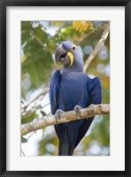Framed Hyacinth macaw, Brazil