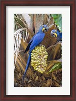 Framed Hyacinth macaws eating palm nuts, Three Brothers River, Meeting of the Waters State Park, Pantanal Wetlands, Brazil