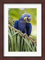 Framed Close-up of a Hyacinth macaw, Three Brothers River, Meeting of the Waters State Park, Pantanal Wetlands, Brazil