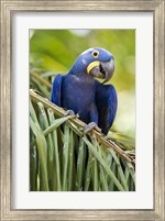 Framed Close-up of a Hyacinth macaw, Three Brothers River, Meeting of the Waters State Park, Pantanal Wetlands, Brazil