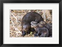 Framed Otter with Cubs, Three Brothers River, Meeting of the Waters State Park, Pantanal Wetlands, Brazil