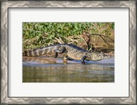 Framed Yacare caiman at riverbank, Three Brothers River, Meeting of the Waters State Park, Pantanal Wetlands, Brazil