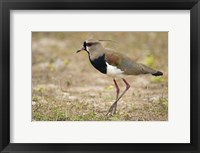 Framed Close-up of a Southern lapwing, Three Brothers River, Meeting of the Waters State Park, Pantanal Wetlands, Brazil