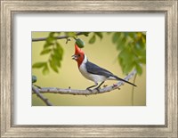 Framed Red-Crested cardinal on a branch, Three Brothers River, Meeting of the Waters State Park, Pantanal Wetlands, Brazil