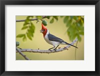 Framed Red-Crested cardinal on a branch, Three Brothers River, Meeting of the Waters State Park, Pantanal Wetlands, Brazil