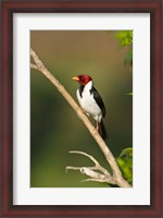 Framed Yellow-Billed cardinal on a branch, Three Brothers River, Pantanal Wetlands, Brazil (vertical)