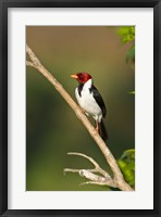 Framed Yellow-Billed cardinal on a branch, Three Brothers River, Pantanal Wetlands, Brazil (vertical)