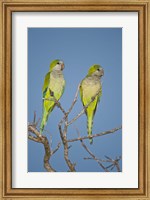 Framed Pair of Monk parakeets perching on a branch, Three Brothers River, Meeting of Waters State Park, Pantanal Wetlands, Brazil