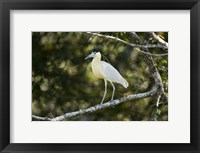 Framed Capped heron perching on a branch, Three Brothers River, Meeting of the Waters State Park, Pantanal Wetlands, Brazil