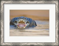 Framed Yacare caiman in a river, Three Brothers River, Meeting of the Waters State Park, Pantanal Wetlands, Brazil