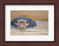 Framed Yacare caiman in a river, Three Brothers River, Meeting of the Waters State Park, Pantanal Wetlands, Brazil